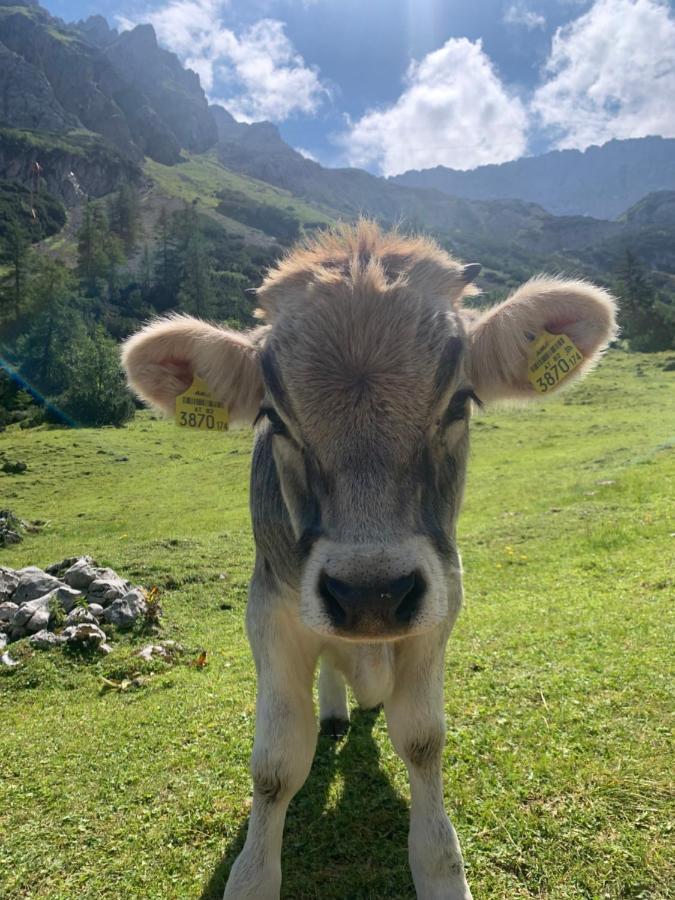 Rittersstuben Apartman Garmisch-Partenkirchen járás Kültér fotó